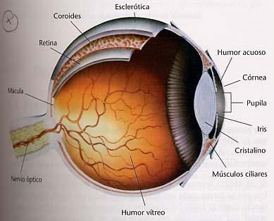 Esquema de ojo reducido de Emsley pupila =4/3 retia 4 mm 22.22 mm 23.