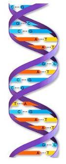 Ácido Desoxirribonucleico ADN Las dos cadenas apareadas se enrollan en