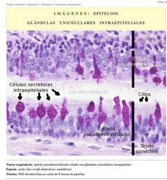 Glándulas unicelulares Células caliciformes productoras de