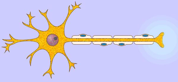 Partes de la neurona Cuerpo neuronal o soma Dendritas
