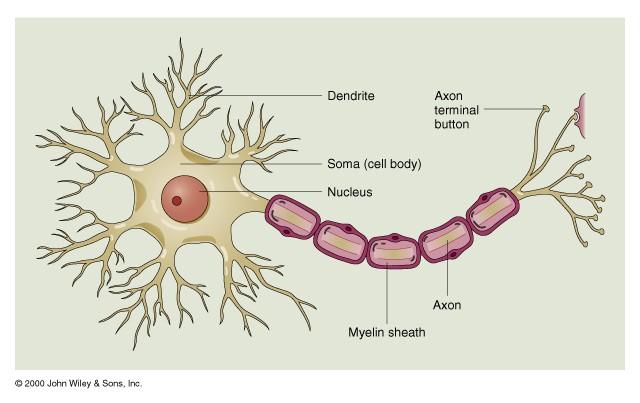 Nódulo de Ranvier Neurona