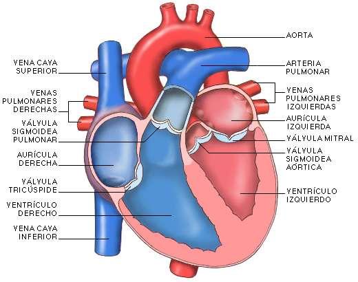 El corazón: Morfología y estructura Internamente presenta cuatro cavidades: Dos aurículas, de paredes