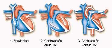 El corazón: Ciclo cardíaco Diástole general: La sangre desoxigenada entra en la aurícula derecha. La sangre oxigenada entra en la aurícula izquierda. Las válvulas auriculo-ventriculares se abren.