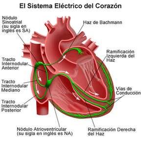 Regulación de la actividad cardíaca El corazón es autoexcitable gracias al tejido nodal, formado por células musculares modificadas y capaces de generar impulsos.