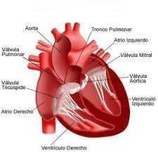 Anatomía del corazón Posee válvulas, que regulan