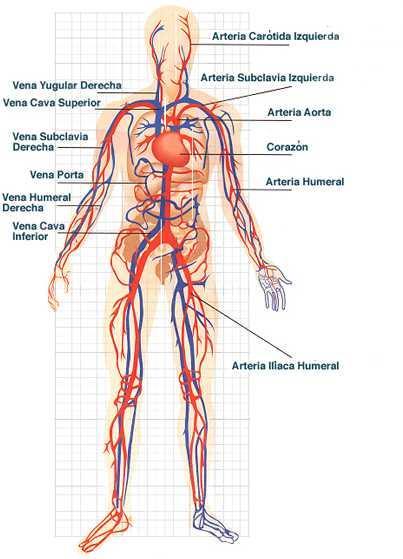 Repaso ABIERTO Sistema Cardiovascular CERRADO Plasma Agua Sales Sangre componentes Vasos sanguíneos según sangre transportada Arterias