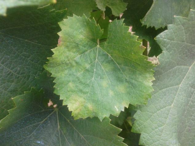 Plagas: Erinosis: La Erinosis, provocada por el ácaro Eriophyes vitis, que se encuentra presente en nuestras viñas, es la raza que corresponde a aquella que ataca las hojas, siendo esta la menos
