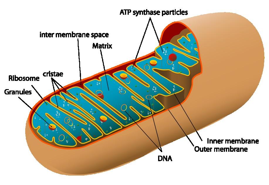 Dónde ocurre? CICLO DE KREBS EN LA MITOCONDRIA Dominio Público. Animal mitochondrion diagram en.svg by Mariana Ruiz (LadyofHats) Author Aibdescalzo http://commons.wikimedia.