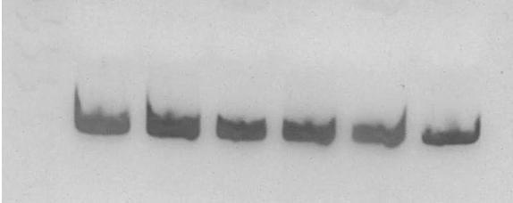 De acuerdo a los resultados de la figura 6.10 se obtiene que el número de copias mínimo de DNA humano a la que el resultado es positivo con la mezcla I (4x) es de 10 000 copias.