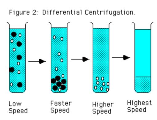 Centrifugación Diferencial El tubo se llena con muestra Técnica poco resolutiva La velocidad de sedimentación depende