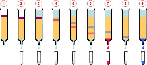 1 La muestra es depositada sobre el lecho cromatográfico 2 La muestra penetra en el lecho 3 Se añade fase móvil 4 Comienza la separación de los componentes de la muestra 5 Eluye el primer componente