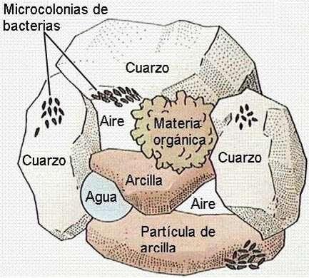 COMPONENTES DE UN SUELO FRANCO PARA LA AGRICULTURA Material mineral (45 %) - Minerales no meteorizables (cuarzo, ). - Minerales alterados (arcillas, ).
