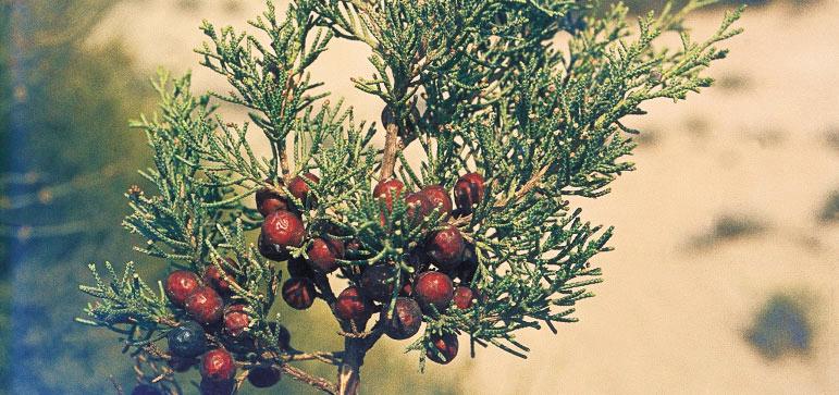 Juniperus phoenicea subsp. turbinata (sabina de playa). Especie muy escasa en el litoral andaluz, donde vive en arenales y dunas.