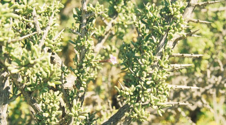 Lycium intricatun. Arbusto espinoso intrincado susceptible de utilización en territorios termófilos semiáridos con sustratos salinos.
