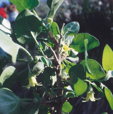 Whitania frutescens. Arbusto termófilo que forma parte de los cambronales y matorrales esclerófilos almerienses y costa granadina. OR2- Zl. Modelo almeriense oriental de Zizipheto loti S.