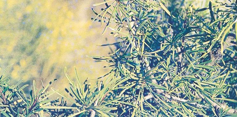 OR5- RlQr. Modelo almeriense oriental de Rubio longifoliae-querceto rotundifoliae S. ÁRBOLES Quercus rotundifolia (encina) R, LE, P Restauración del encinar.