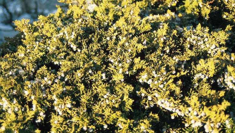 Juniperus sabina (sabina rastrera). Gimnosperma de porte postrado exclusiva de la montaña basófila oromediterránea donde cubre extensas superficies junto al enebro rastrero.