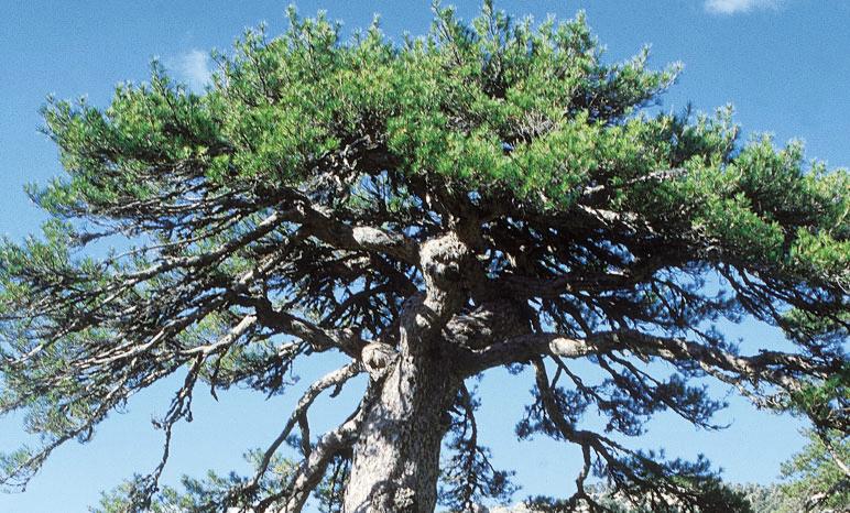 Pinus nigra subsp. salzmannii (pino salgareño, pino laricio). Especie autóctona muy utilizada en repoblaciones forestales con finalidades madereras y de protección contra la erosión.