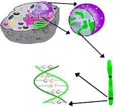 Dentro de nuestro núcleo celular encontramos entre muchas estructuras la cromatina, formada en el caso del ser humano por 23 pares de CROMOSOMAS: los mismos son estructuras de ADN muy estrechamente