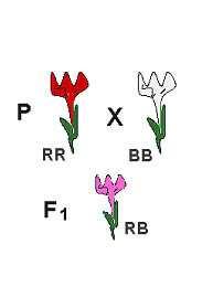cruzar las plantas de la variedad de flor blanca con plantas de la variedad de flor roja, se obtienen plantas de flores rosas, como se puede observar a continuación: Es decir que se expresan ambos