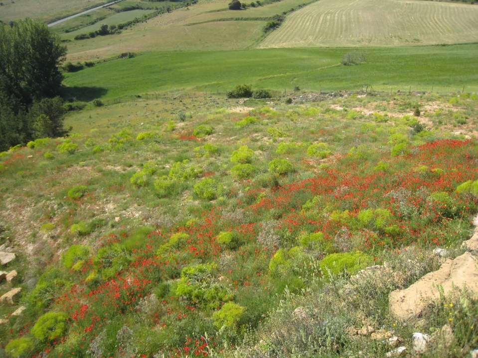 5) Seguimiento y resultados 5.4. Seguimiento de la cubierta vegetal Esta imagen, de junio de 2010, muestra una zona restaurada en noviembre de 2008 que no se semilló.