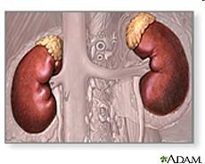 RIÑONES Encima de cada riñón están las glándulas adrenales o suprarrenales,
