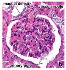 APARATO YUXTAGLOMERULAR El aparato yuxtaglomerular es una estructura renal que regula el funcionamiento de cada nefrón Su nombre proviene de su proximidad al glomérulo: se localiza en una zona de