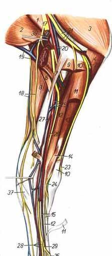 INERVACIÓN DE LA MANO En ungulados los nervios musculocutáneo, mediano y ulnar dan inervación dorsal y palmar a la mano. N. Ulnar EQUINO: Palmar: N. Mediano y Ulnar. Dorsal: N.