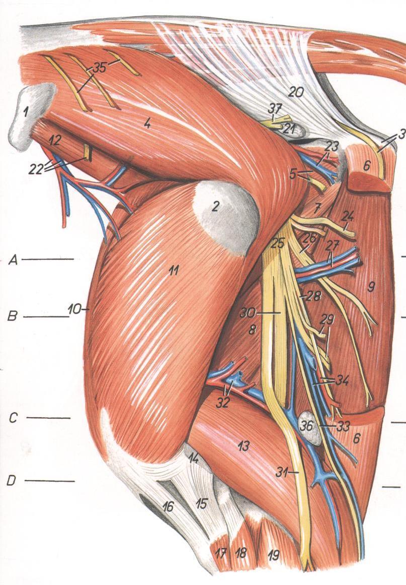 Nervio Izquiático (Ciático), principal tronco Nervioso a nivel