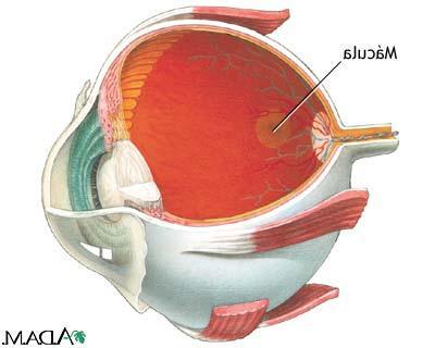 Retina y vía óptica
