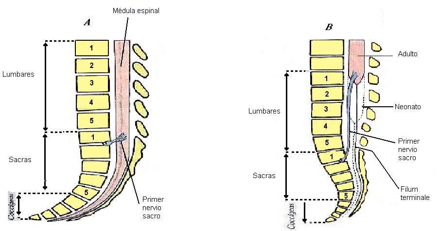 Médula Espinal 3er mes