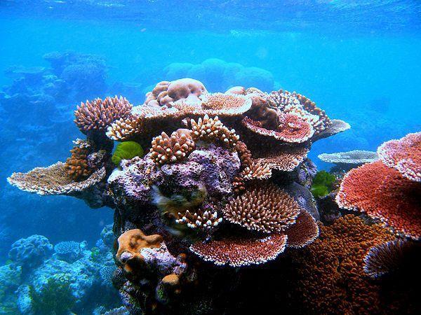 Pulmo y descubre un increíble tesoro natural: un arrecife de más de 20.000 años de vida rodeado de agua cristalina.