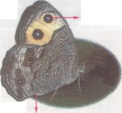 Las antenas de la mayoría de las mariposas terminan en una especie de bulto pequeño, en lugar de ser duras o plumosas como las de las polillas.