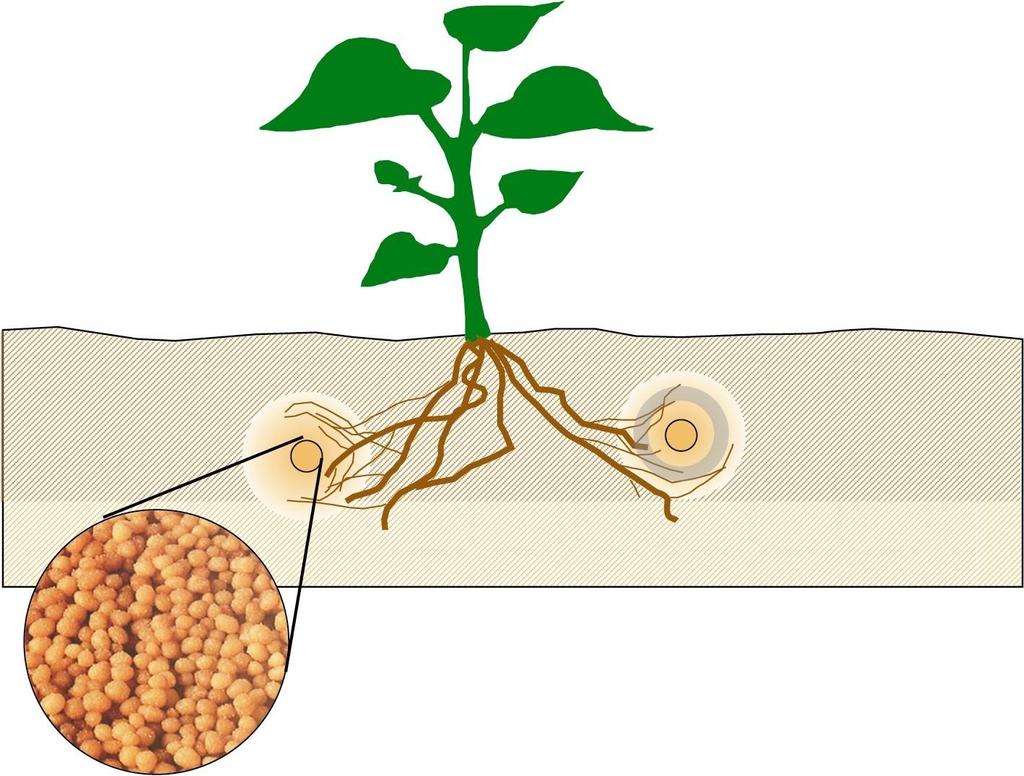 Gránulos recubiertos liberando el fertilizante continuamente Absorción de nutrientes en raíces en la concentración más conveniente, o ideal Efecto de Canal de
