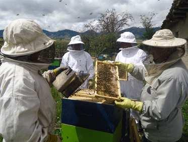 Visita guiada a la mielería La Sacristana, cata de mieles y visita al colmenar Descubre los secretos de la apicultura en sus diferentes manejos, trabajos en el colmenar,