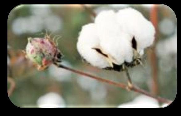 Caso de éxito: Algodón GM en México El aumento de las plantaciones de algodón en 2011 fue principalmente en respuesta al alza de los precios de la fibra de algodón a $ 2,05 dólares por libra.