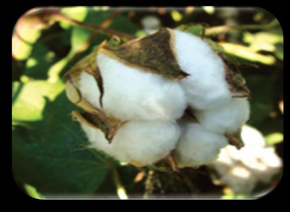 El algodón GM se plantó por primera vez en 1996, el primer año de comercialización de cultivos biotecnológicos.