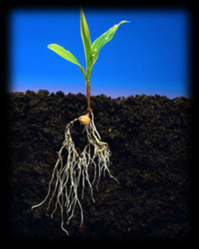 Las raíces absorben los