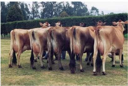 proteína) x vaca pero lo hacen de forma irregular (Promedio: 2.