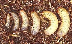 Estados larvarios pachnoda sp. Con lo cual si lo montáis bien, vuestra colonia nunca decaerá e ira regenerando.
