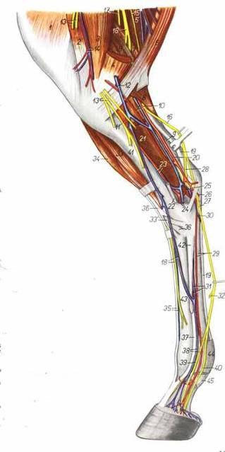 Cabeza lateral gastrocnemio Cabeza lateral del FDP Tibial