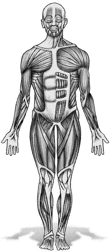 5. Los músculos Los músculos constituyen la parte activa del movimiento debido a sus contracciones.