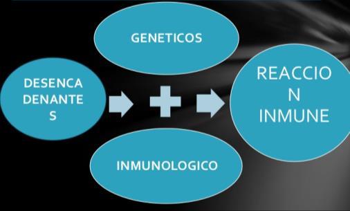 Etiopatogenia CEPpc: De causa desconocida Autoinmunidad por elevación de Ig G, ANA, anti ML y p-anca Infiltrados inflamatorios por linf T y aumento de expresión de TNF-a HLA B8, DR3 (HLA-DRB1*0301) y