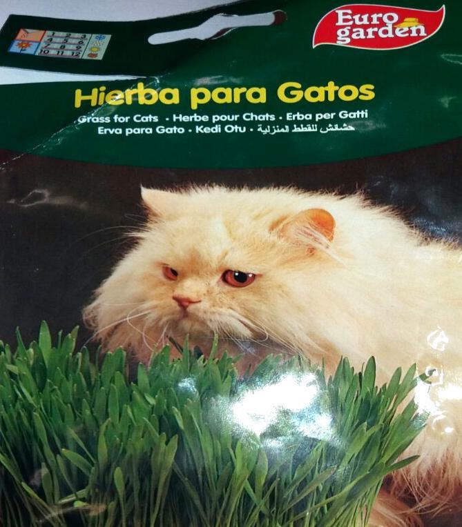 Semillas de hierba para gatos: Una vez que