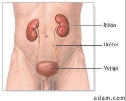ORGANOS URINARIOS Los órganos urinarios se