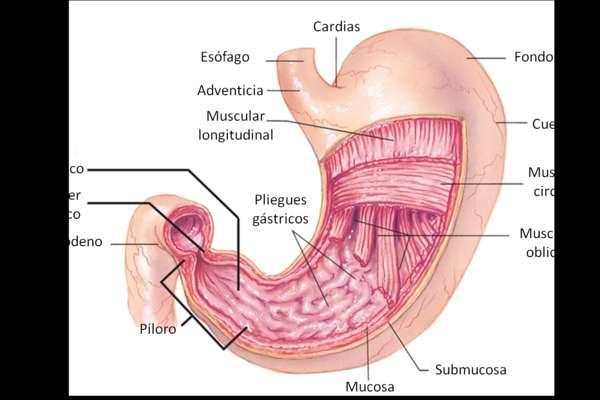 ESTÓMAGO En este órgano tiene lugar la digestión gástrica.