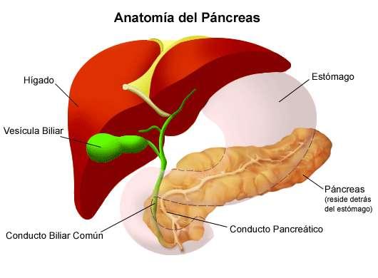 Páncreas Situado por detrás del estómago. Compuesto por lóbulos cuyas células glandulares elaboran el jugo pancreático que desemboca en el duodeno a través del conducto pancreático.