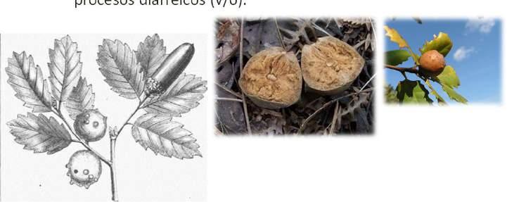 Drogas con taninos Agallas de roble (Quercus infectoria, Fagáceas) Respuesta a la lesión por puesta de insectos (género Cynips, en todos los Quercus spp.). Contienen taninos (hidrolizables) en gran cantidad.