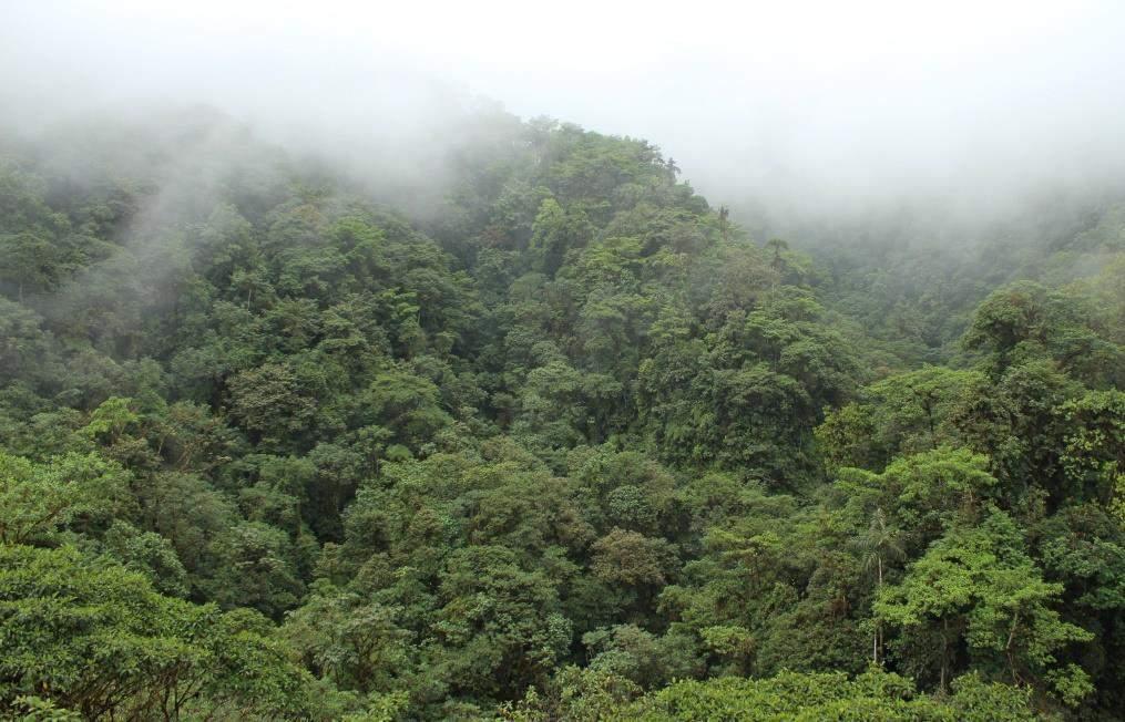 Bosques Andinos 25% de la extensión de los Andes Tropicales 40 de personas dependen del agua de bosques andinos Hoy sólo 5-10% de la extensión original EN APURÍMAC SE ESTIMA UNA SUPERFICIE DE AL