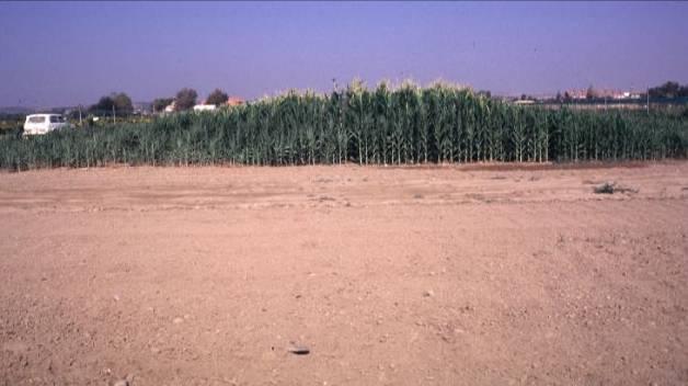 Vista de la parcela de maíz Materia seca en maíz y sorgo Materia